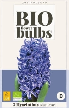 Hyacinthus 'Blue Pearl'
