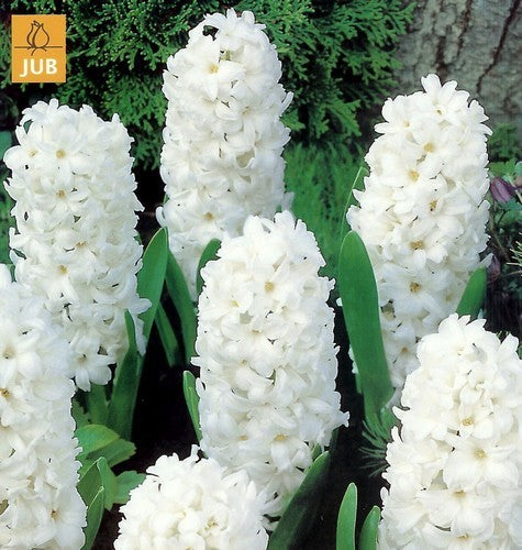 Hyacinthus 'Carnegie'