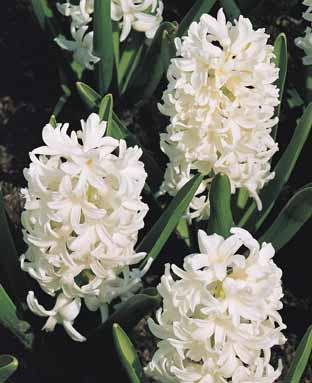 Hyacinthus 'Carnegie'