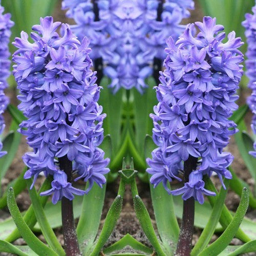 Hyacinth 'Delft Blue'