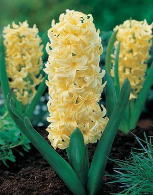 Hyacinthus 'Yellowstone'