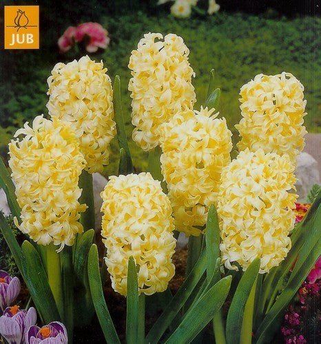 Hyacinthus 'Yellowstone'