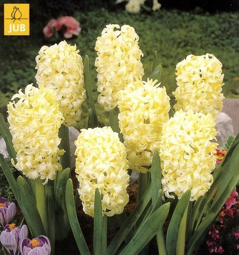 Hyacinthus 'Yellowstone'