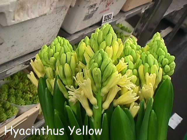 Hyacinthus 'Yellowstone'