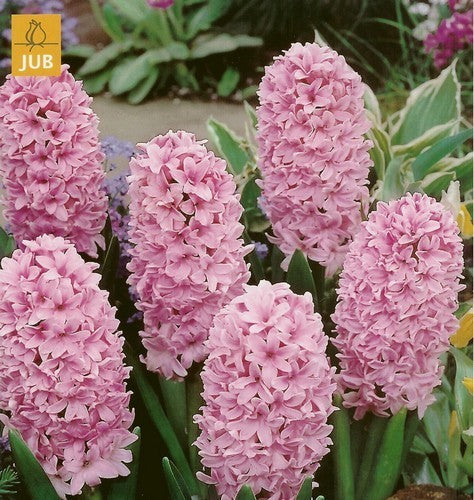 Hyacinthus 'Pink Surprise'