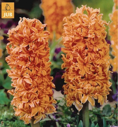 Hyacinthus 'Gipsy Queen'