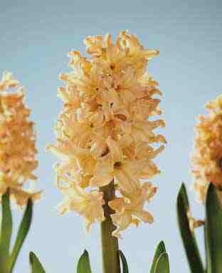 Hyacinthus 'Gipsy Queen'