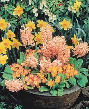 Hyacinthus 'Gipsy Queen'