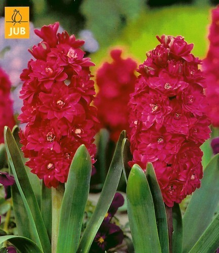 Hyacinthus 'Pink Pearl'