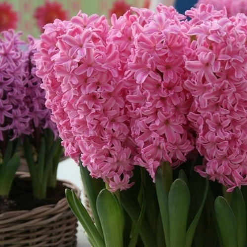 Hyacinthus 'Pink Pearl'