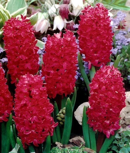Hyacinthus 'Jan Bos'