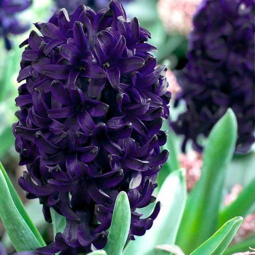 Hyacinth 'Blue Trophy'