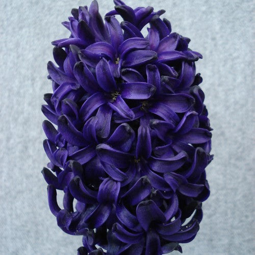 Hyacinth 'Blue Trophy'