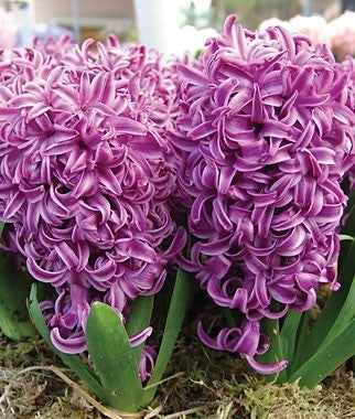 Hyacinthus 'Purple Voice'