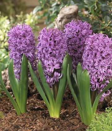 Hyacinthus 'Purple Voice'