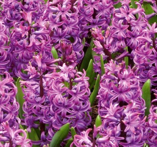 Hyacinthus 'Purple Voice'