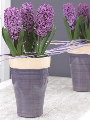Hyacinthus 'Purple Voice'