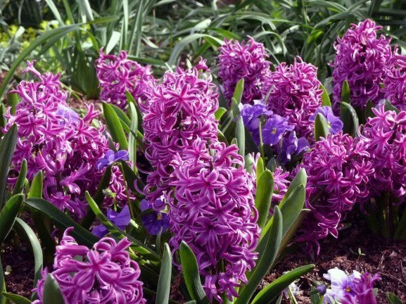 Hyacinthus 'Purple Voice'