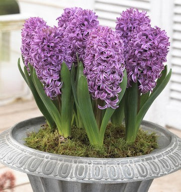 Hyacinthus 'Purple Voice'