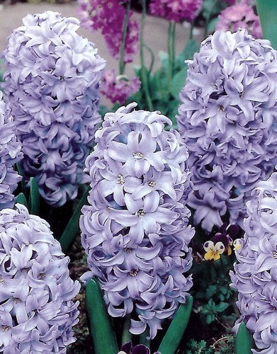 Hyacinthus 'Aqua'