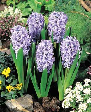 Hyacinthus 'Aqua'