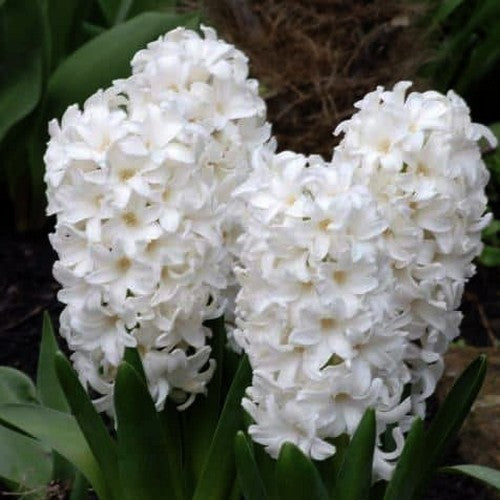 Hyacinthus 'White Pearl'