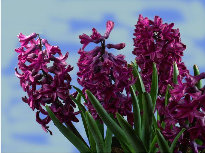 Hyacinthus 'Woodstock'