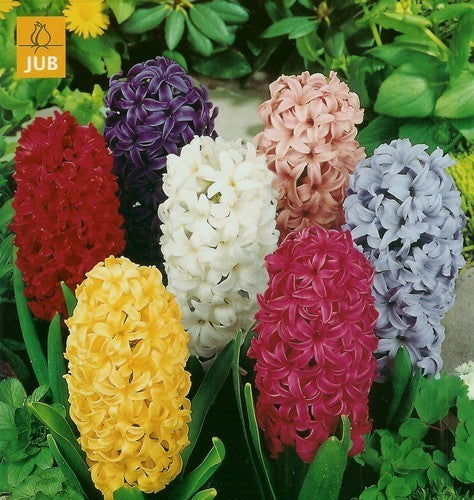 Hyacinthus 'Mixed'
