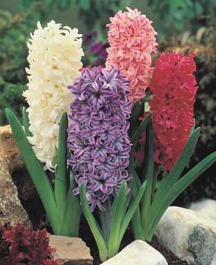 Hyacinthus 'Mixed'