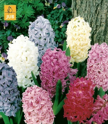 Hyacinthus 'Mixed'