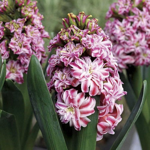Hyacinthus 'Dubbel Roze'