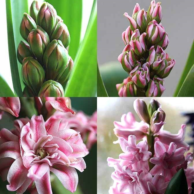 Hyacinthus 'Dubbel Roze'