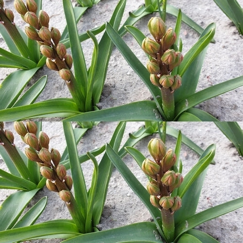 Hyacinthus 'Dubbel Roze'