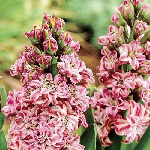 Hyacinthus 'Dubbel Roze'