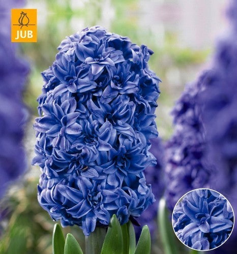 Hyacinthus 'Dubbel Blauw'
