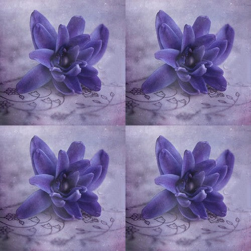 Hyacinthus 'Dubbel Blauw'