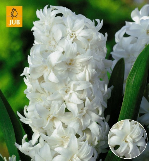 Hyacinthus 'Dubbel Wit'