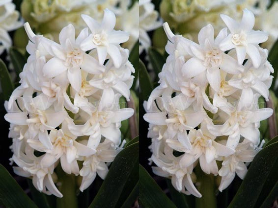 Hyacinthus 'Dubbel Wit'