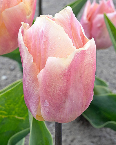 Tulipa 'Salmon Prince'