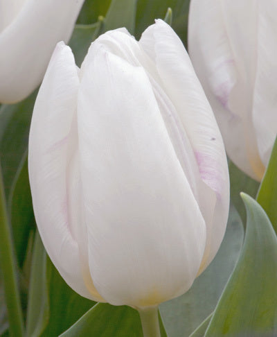 Tulipa 'White Prince'