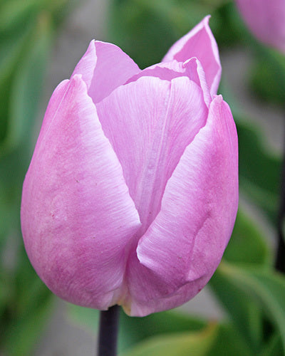 Tulipa 'Candy Prince'