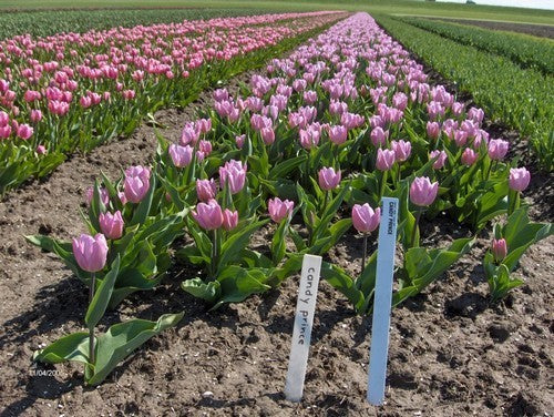 Tulipa 'Candy Prince'