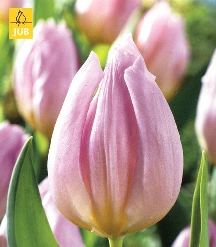 Tulipa 'Candy Prince'