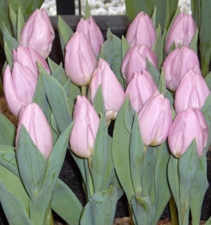 Tulipa 'Candy Prince'