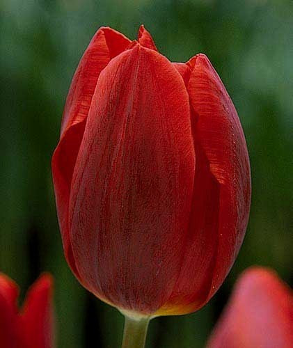 Tulipa 'Couleur Cardinal' / 'Ruby Prince'