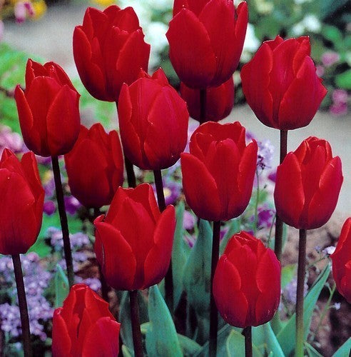 Tulipa 'Couleur Cardinal' / 'Ruby Prince'