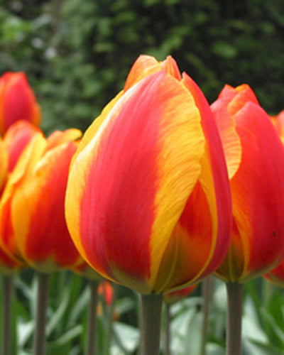 Tulipa 'Flair'