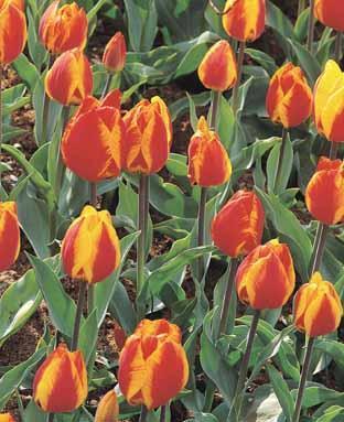 Tulipa 'Flair'