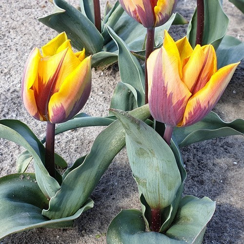 Tulipa 'Prinses Margriet'