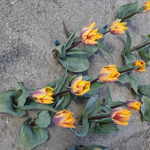 Tulipa 'Prinses Margriet'